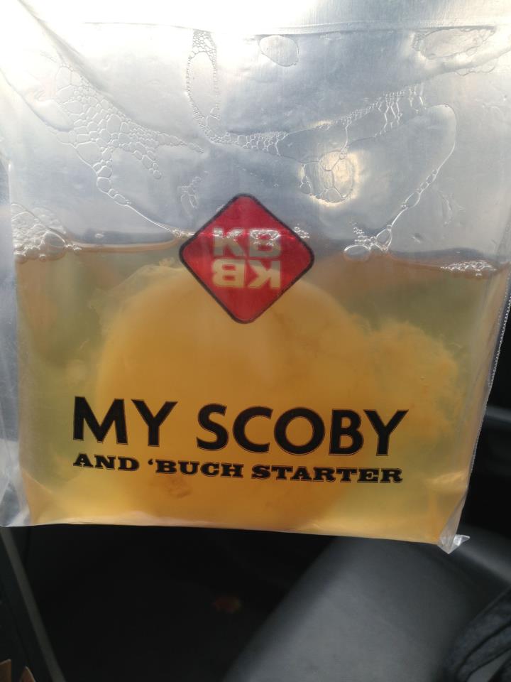 scoby